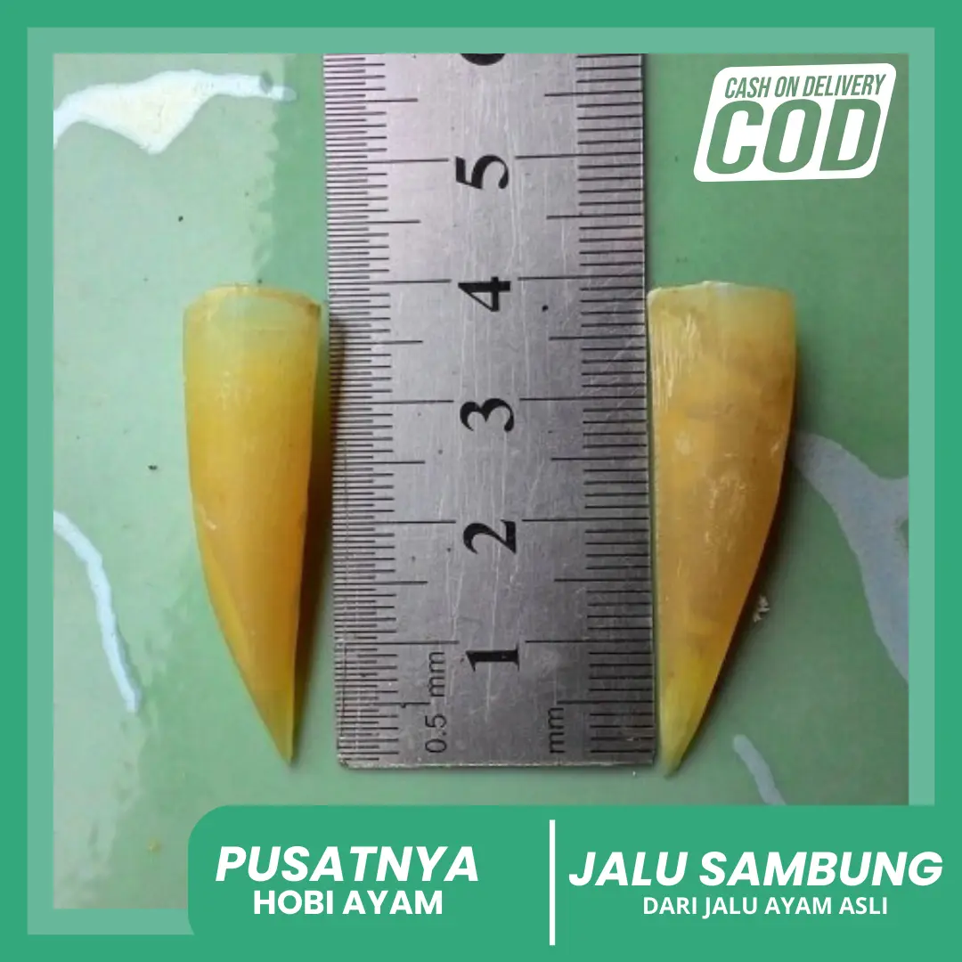 JALU SAMBUNG / TAJI AYAM SAMBUNG ASLI / PENYAMBUNG JALU