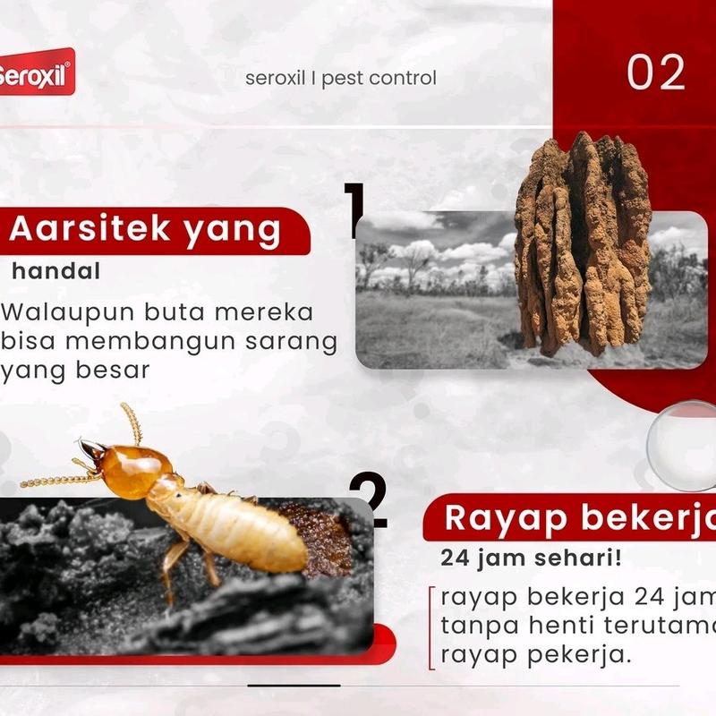 [AC] SEROXIL ANTI RAYAP AEROSOL - BASMI RAYAP KAYU DAN TANAH - ANTI RAYAP AMPUH 500ML - OBAT RAYAP RUMAH VIRAL - PEMBASMI SERANGGA 2