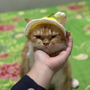 topi rajut kucing anjing kelinci bucket hat anjing kucing topi pororo viral
