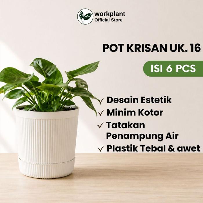 Gambar Workplant - Pot Krisan 16 (Isi 6pcs) Pot Tanaman Minimalis Estetik Bahan Awet Satu Set Tatakan Minim Kotor Untuk Semua Jenis Tanaman Tanaman Indoor Outdoor dari workplant official Kota Surabaya Tokopedia