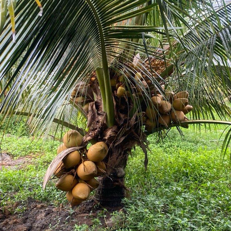 Combo 2 gói bột bù xè, đuông dừa, bọ cánh cứng treo trên cây dừa 2gói(40túi dạng túi lọc) 7