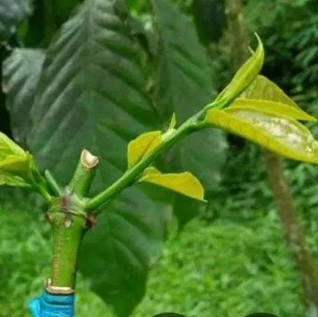 Bibit Kopi Stek Jenis Bagio untuk Budidaya Kopi yang Berkualitas 1