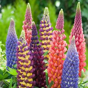 Semillas de Digitalis Mixta 100 Granos - Colores Únicos Alta Germinación Fácil Cuidado Resistente al Calor Ideal para Jardín Decoración Hogar y Proyectos Educativos