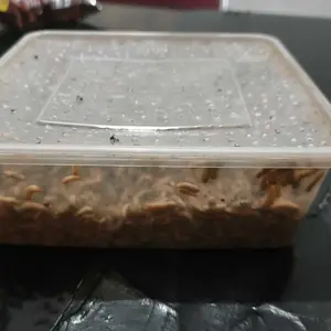 maggot fresh super / 100% organik