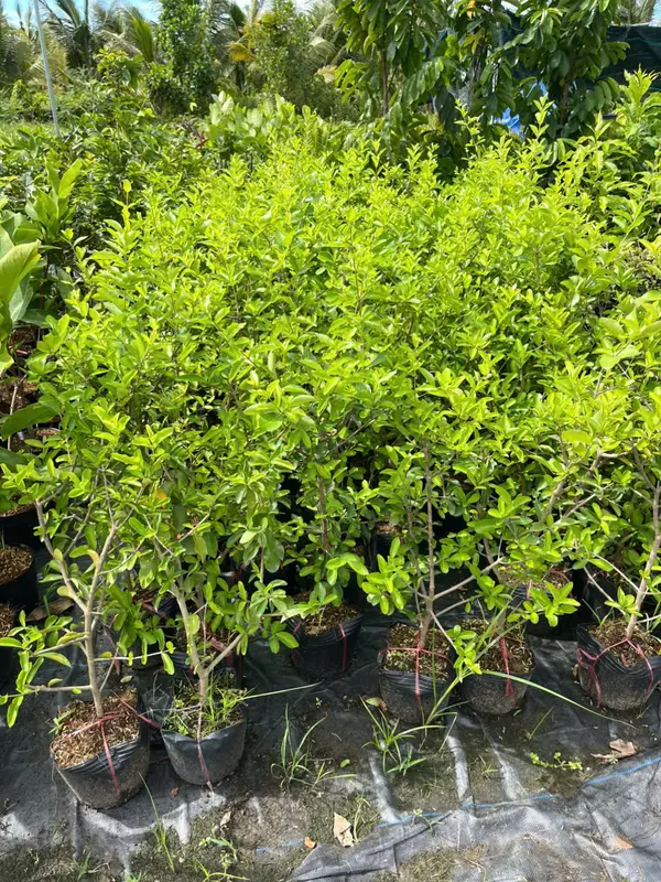 Cây giống Sơ-Ri TRÁI NGỌT(Cây 60-80cm chậu nhỏ), cây chiết cành nhanh cho trái, sau 4 tháng trồng, trái to ngọt. 5