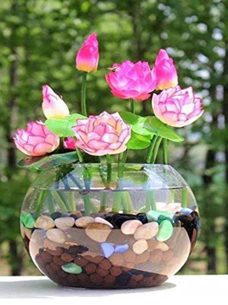 3 butir biji benih tanaman bunga lotus mini mix warna