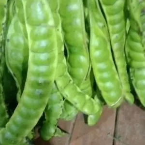 PETE SUPER B PETE PADI TUA 10 PPN