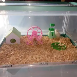 Hamtoro Rolling X8 Kincir Mainan Aksesoris Hamster Lucu roda  putar  hamster