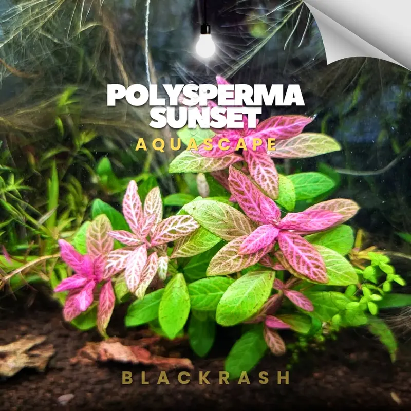 Hygrophila Polysperma sunset ( Tanaman Aquascape Tumbuhan Air Hiasan Aquarium ) 0