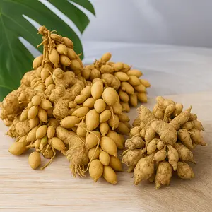 Rempah Rempah Kunyit Gombyok 1kg Kunci Pepet Kunir Putih Temu Pepet Seperti Kacang Bahan Penyedap Rasa Masakan Bumbu Dapur