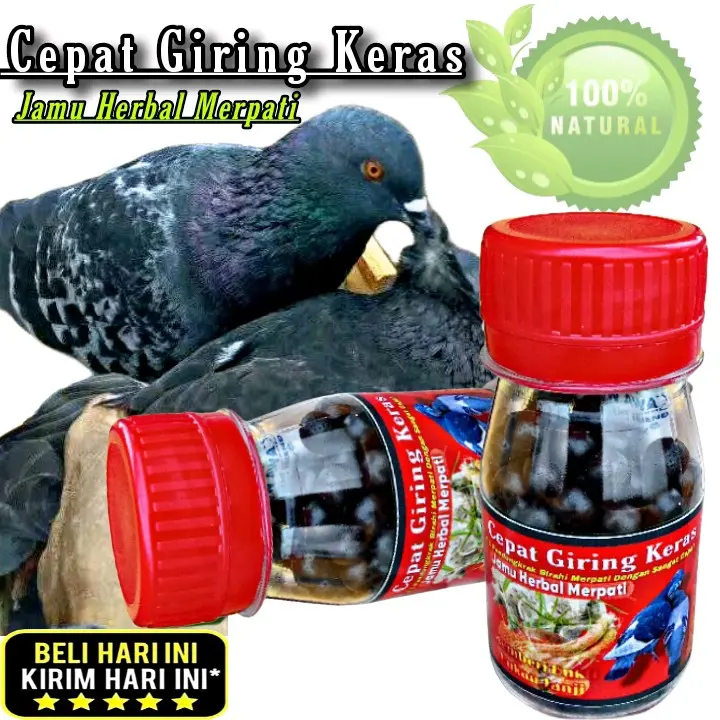 JAMU MERPATI CEPAT GIRING KERAS isi 100 butir sarang walet ferfect power jamu ginseng teki hff rjb xes4 elite 99 extra JP 3
