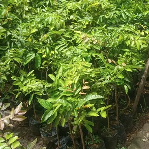 Bibit Kelengkeng All Jenis Super Rimbun - Tanaman Berkualitas Tinggi