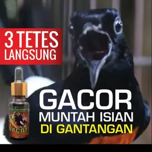 BACOT FIGHTER dengan Wajah dan Essence untuk Membantu Burung Kicau Semua Jenis Menjadi Juara