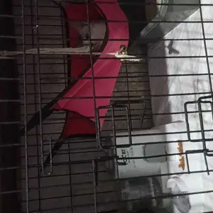 Ayunan Kucing - Produk dengan Deskripsi Given Only
