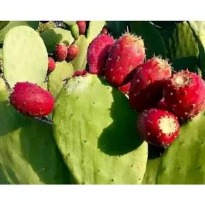 BIBIT KAKTUS BARSUMI SIAP TANAM (OPUNTIA FICUS INDICA ) paket berkebun beni h padi unggul le strawberry bidara arab tanaman cabe rawit Benih Buah Buahan jambu citra asia Kacang Panjang Tanaman Jeruk jumbo Hias Kipas Cemara black guava air Sayuran Premium