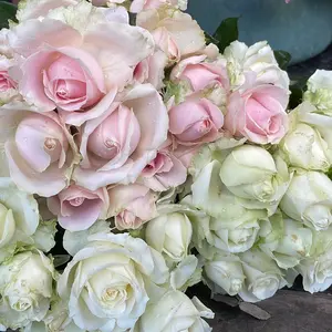 Bunga Mawar Potong Fresh Grade A Bisa pilih warna