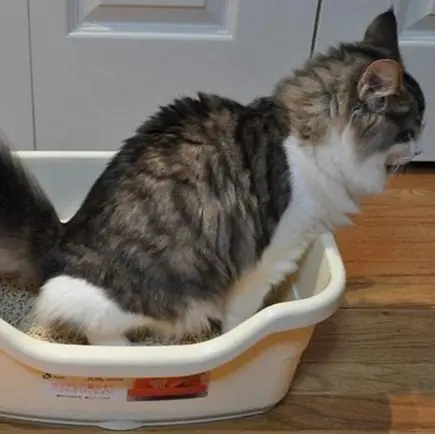 Pasir Kucing Mudah Dibuang PASIR LIFE CAT TOFU 7LT Bisa Dibuang Ke Toilet 2