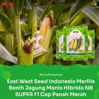 Gambar Benih Jagung Manis Nb super F1 panah merah Cap PanahMerah - Jagung NBSUPER Tanaman dari PUROTANI.ID Kab. Purworejo 3 Tokopedia