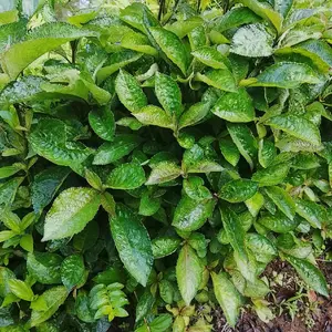 daun keji beling atau pecah beling