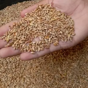 Promo Gandum bersih kualitas grade A pangan ternak 1kg
