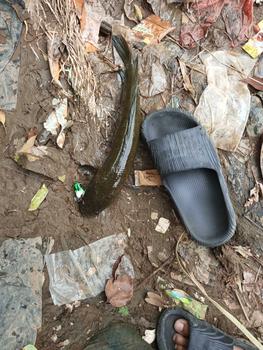 Product Review of softfrog tokek bintik rasa jaws 4 cm onecastlure from b**p 1