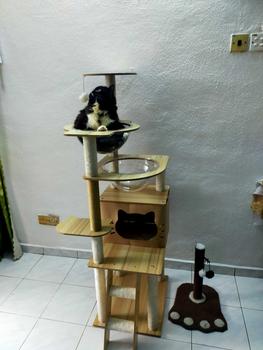 Product Review of EZPET Wooden Cat Tree Series Premium Sisal Cat Tree Scratcher 3 Levels Cat Scratcher Pets Kitten Scratching Post Board from _**_ 3