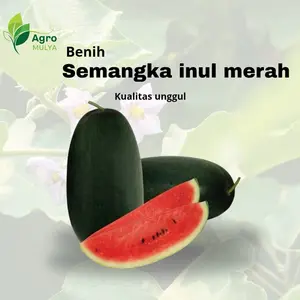 50 biji benih semangka Inul merah