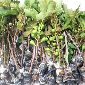 BISA BERBUAH DI POT BIBIT BUAH TIN FRESH CANGKOK