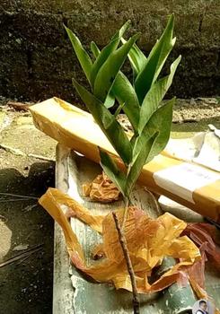 Product Review of benih bibit jambu air unggul from e**c 0
