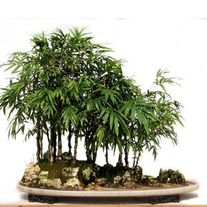 100 Granos,Semillas de Bambú Gigante Tallo Grueso,Tallos Ornamentales,Tallos Gruesos,Fácil de Cultivar,Decoración de Paisajismo,Jardines y Patios