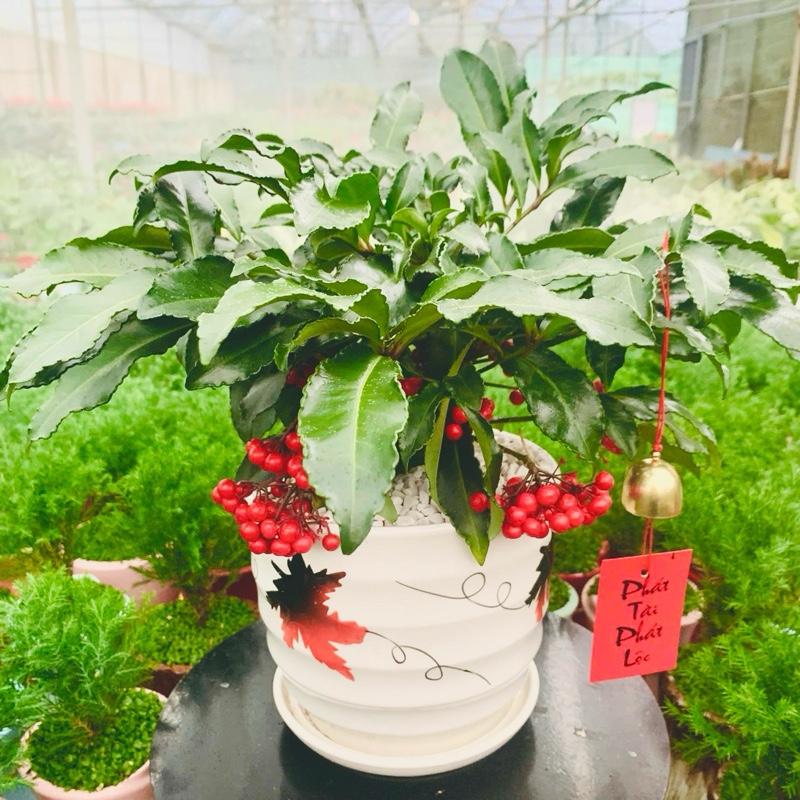 Cây TẾT Cây Kim Ngân Lượng trái đỏ chậu gốm sứ cao cấp. Giao MẪU NGẪU NHIÊN. Chưng Tết decor nhà văn phòng cửa hàng. Làm QUÀ TẶNG. Cây ý nghĩa phong thuỷ mini nội thất để bàn.