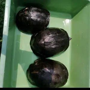 mainan patung kura ambon m1nusan