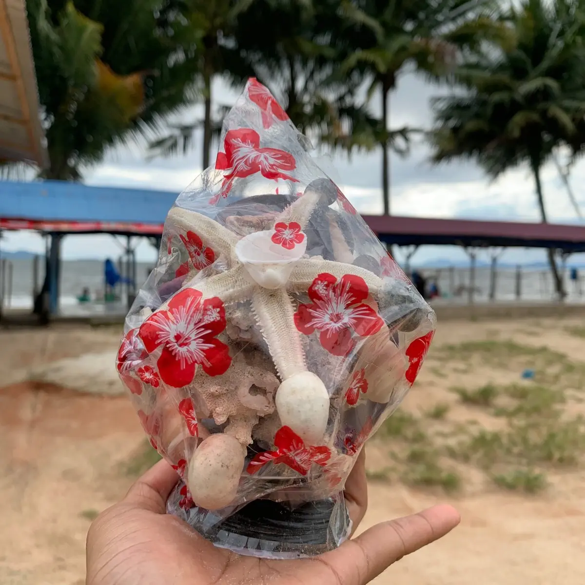 HIASAN KERANG UNTUK PAJANGAN ATAS MEJA