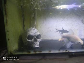Product Review of Tengkorak hiasan aquarium/dekorasi miniatur pajangan from R**. F**H 0