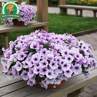 Gambar 800 Biji Bunga Petunia Berwarna-warni Untuk Menanam Benih Morning Glory, Benih Tanaman Hias Gantung Berkebun, Bibit Bonsai, Menanam Bunga, Dekorasi Taman Luar Ruangan Colorful Petunia Flower Seeds - 2 Paket  dari Benih Pilihan Alam Kota Administrasi Jakarta Pusat 4 Tokopedia