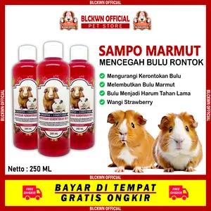 Sampo Marmut Guinea Pig Mencegah Bulu Rontok