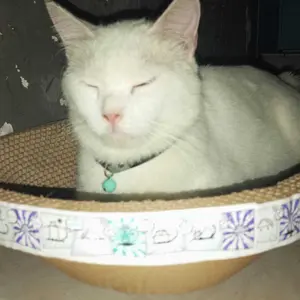 [RUSAK KAMI GANTI] FOCAT Papan Garuk Kucing Anjing BISA COD M33-M35 Cat Scratch Board Extra Tebal Garukan Hewan Peliharaan / Cakaran Kucing / Tempat Tidur Kucing / Papan Garuk Mainan Kucing Cat Toys garukan kucing jumbo cat  scratcher Kucing Rug Hugger