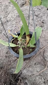 Product Review of RIEKE ARTIFICIAL PLANT ANGREK CATTY 6 PCS - KUALITAS TERJAMIN ESTETIK from u** a**l 2