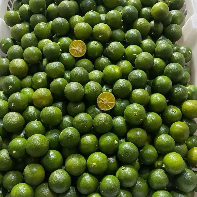 JERUK SONKIT KASTURI / KALAMANSI LEMONCUI