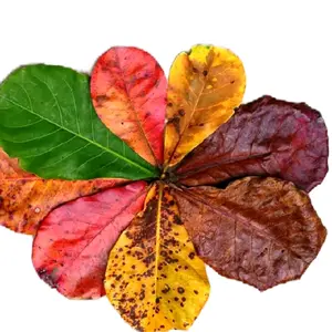 Extarak Ketapang Laut Cair untuk Kesehatan