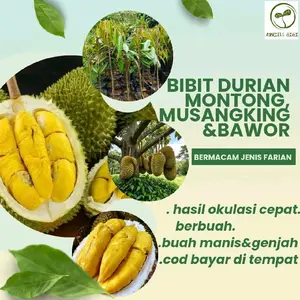Bibit Durian Montong Mosangking dan Bawor Hasil Okulasi Cepat Berbuah Tanaman Buah Segar
