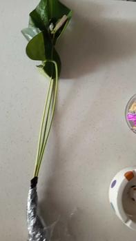 Product Review of Tanaman Hias Anthurium Bunga Merah-tanaman hijau palsu from t**a 0