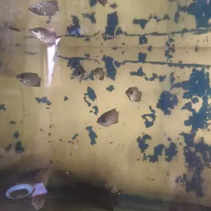 Spons Akuarium Multifungsi - Anti Gores ersihkan Kerak Kapur dalam Sekejap