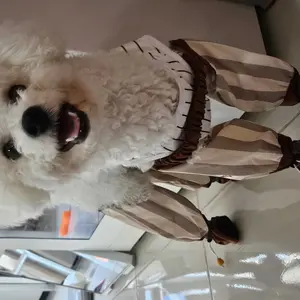 Pawlovin - Clean Paws Celana & Sepatu Anjing 2 in 1 Waterproof