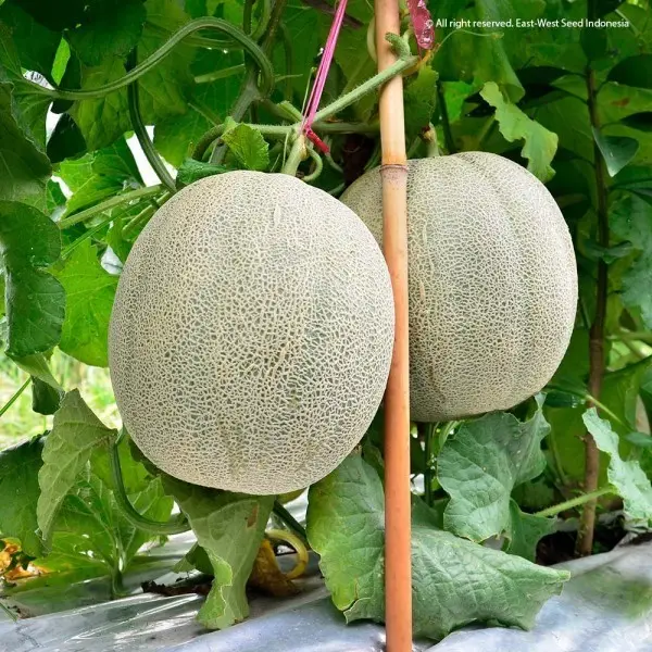 Benih Melon Orange NEW MADESTA F1 Isi 40 Butir Cap Panah Merah 4