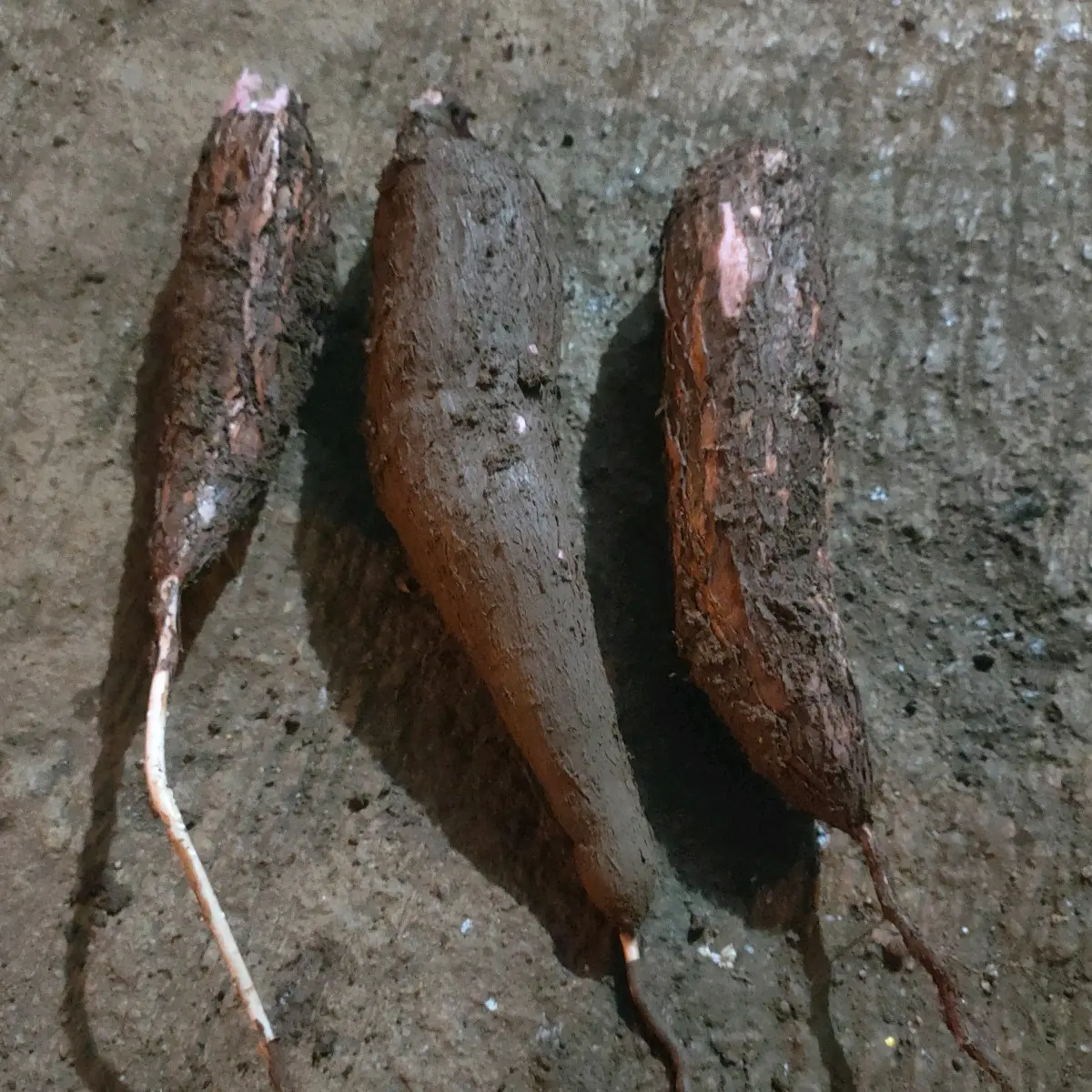 Bahan Baku Keripik Singkong Spices Penyedap - Cocok untuk Berbagai Jenis Makanan - Masakan