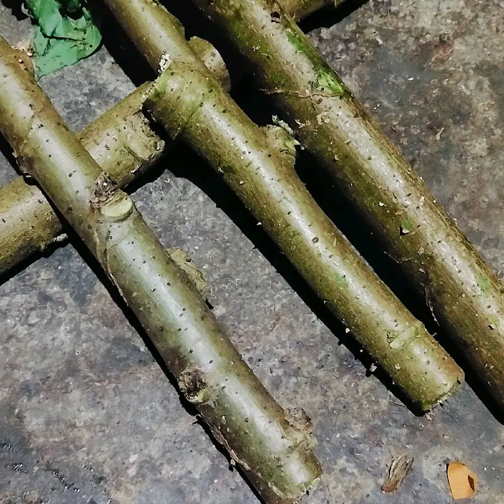 bibit singkong Papua per 5 batang 20cm ukuran jumbo yang sudah tua