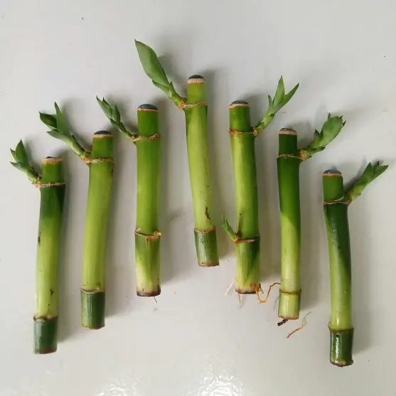 Bambu Hoki Sri Rejeki Lucky Bamboo Tanaman Hias Per 1 Batang