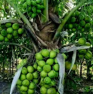 bibit kelapa genjah kopyor