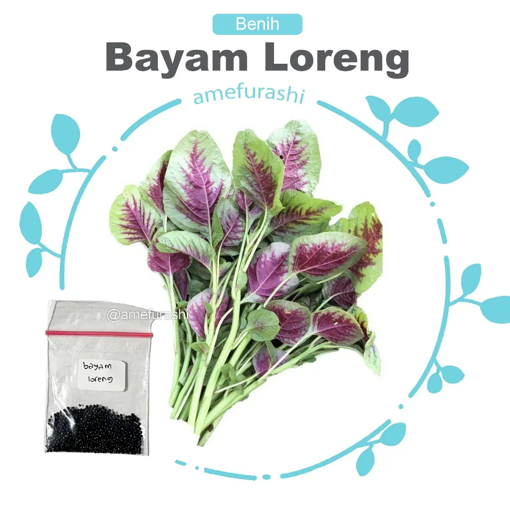 Benih Biji Sayur Seledri Benih Biji Termurah Unggulan dan Berkualitas Benih Biji Sayur Seledri Benih Biji Termurah Unggulan dan Berkualitas